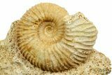 Jurassic Ammonite (Paragarantiana) Fossil - Évrecy, France #367813-1